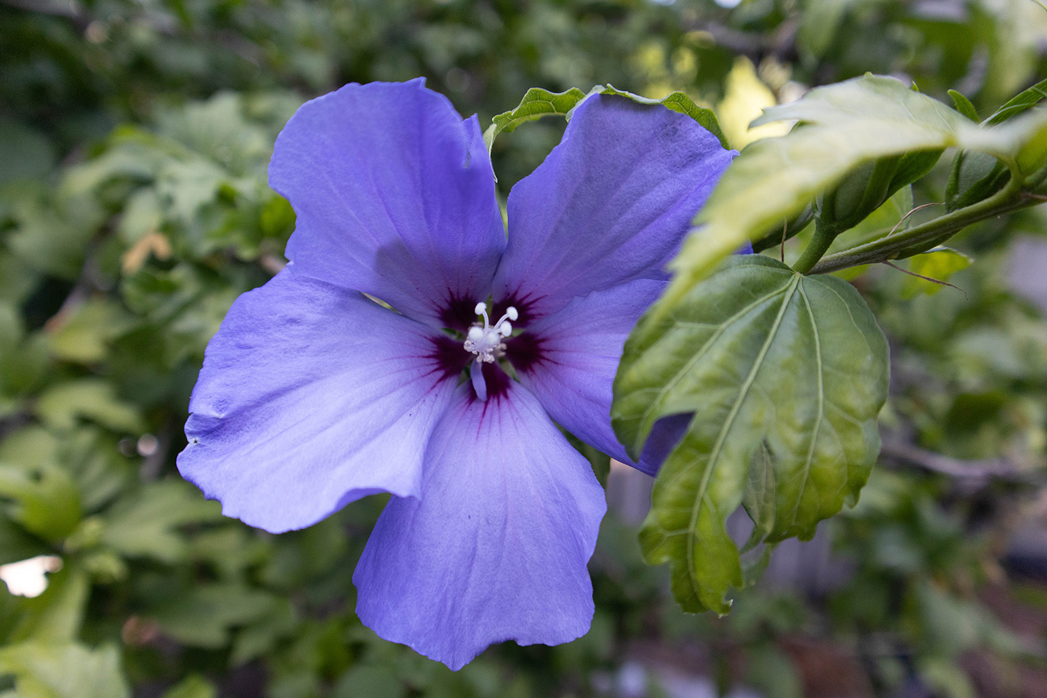 Web_PeaceZone_Flower
